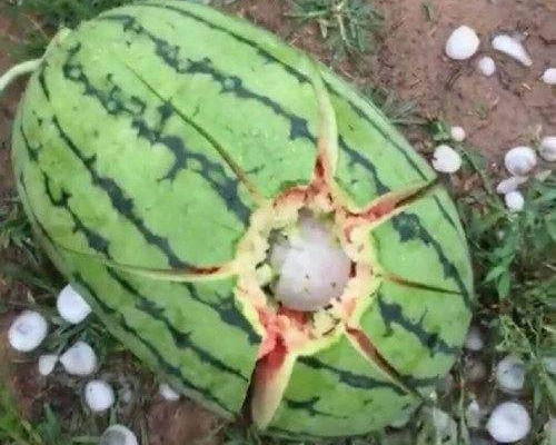 农村西瓜受到冰雹袭击该怎么办？在自然灾害面前，瓜农该怎么做？