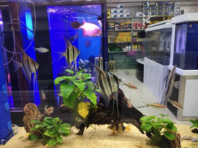 买观赏鱼时怎样挑选到健康的鱼,买鱼店里锦鲤是纯锦鲤吗