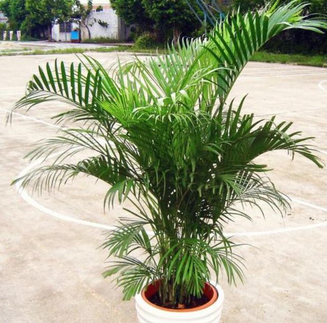 家里养凤尾竹的风水,家庭盆栽凤尾竹怎么施肥