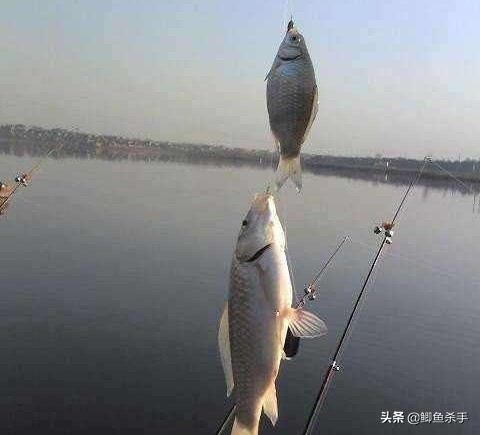 串钩钓鱼技巧用的饵料,串钩实用小技巧