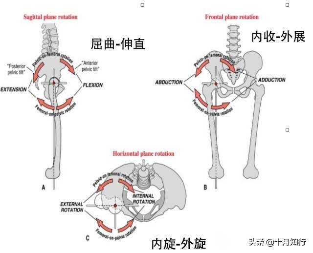 髋关节灵活性训练髋关节疼痛训练,如何提升髋关节灵活性