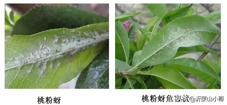 桃树蚜虫防治的最佳方案,桃树上的蚜虫怎么治
