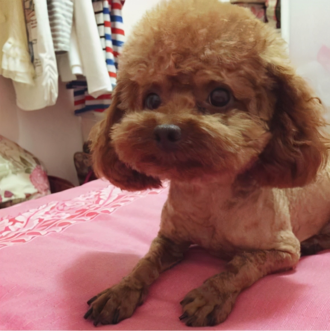 对泰迪的十大禁忌,惩罚泰迪犬5个禁忌绝不能犯