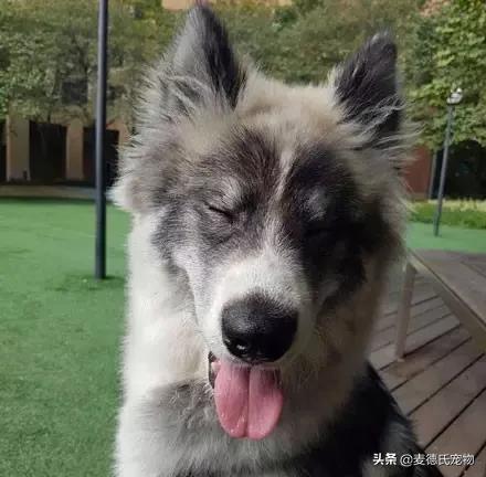 狗中三傻阿拉斯加萨摩耶,哈士奇阿拉斯加萨摩耶是哪里的狗