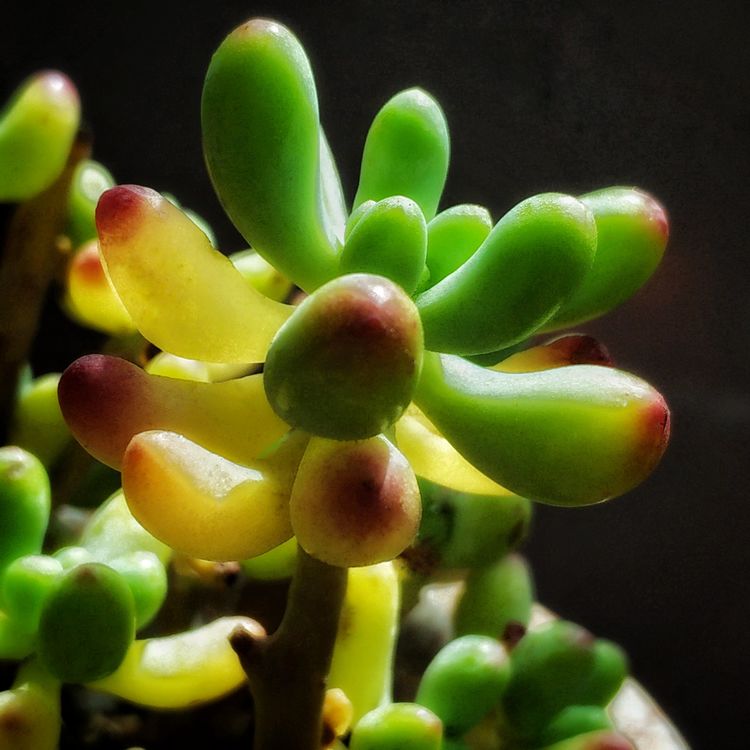 记录多肉长大的全过程,记录所有多肉成长过程