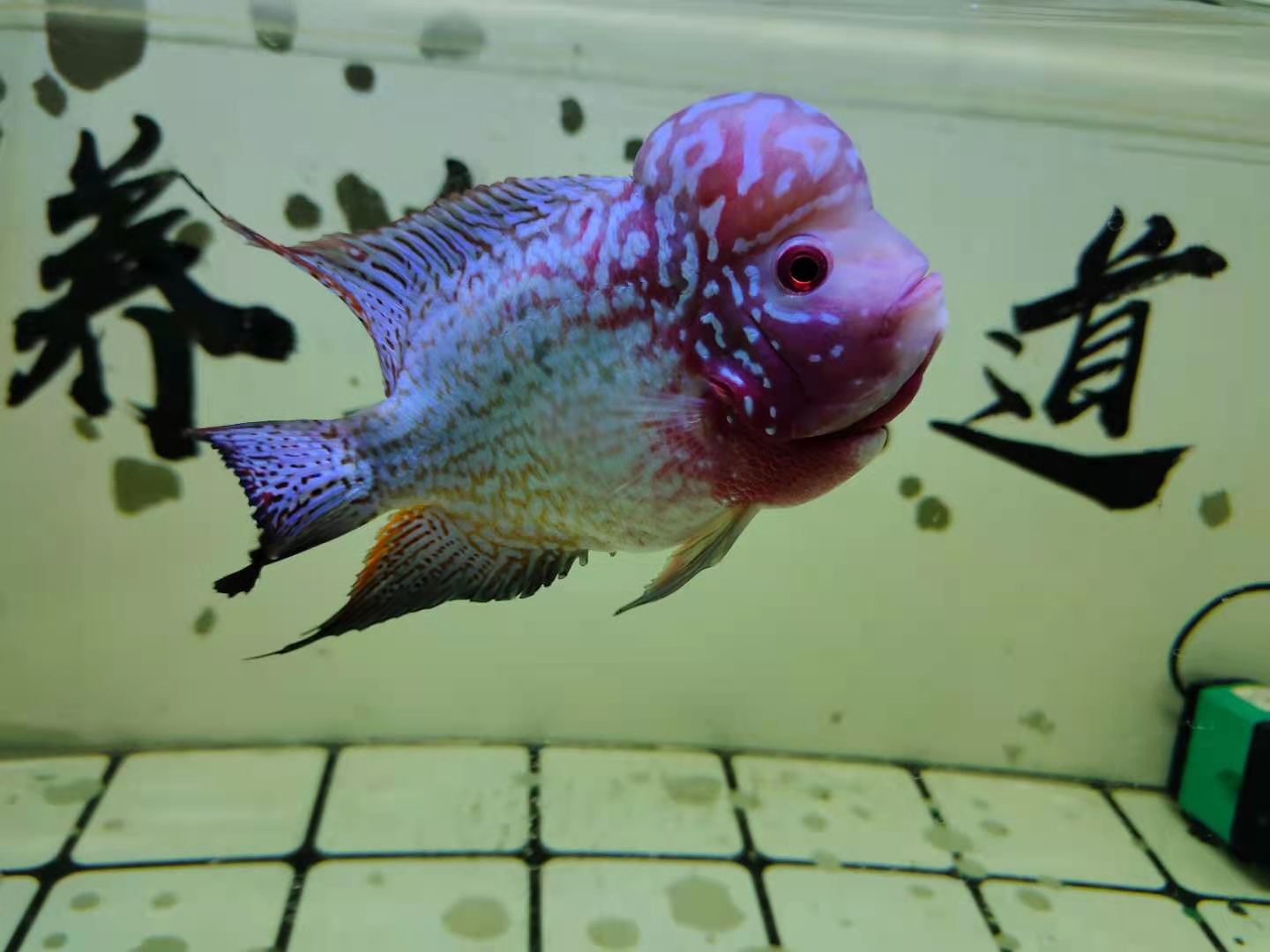 关于鱼类养殖的知识和感想,新手养鱼最基本的8个基础知识