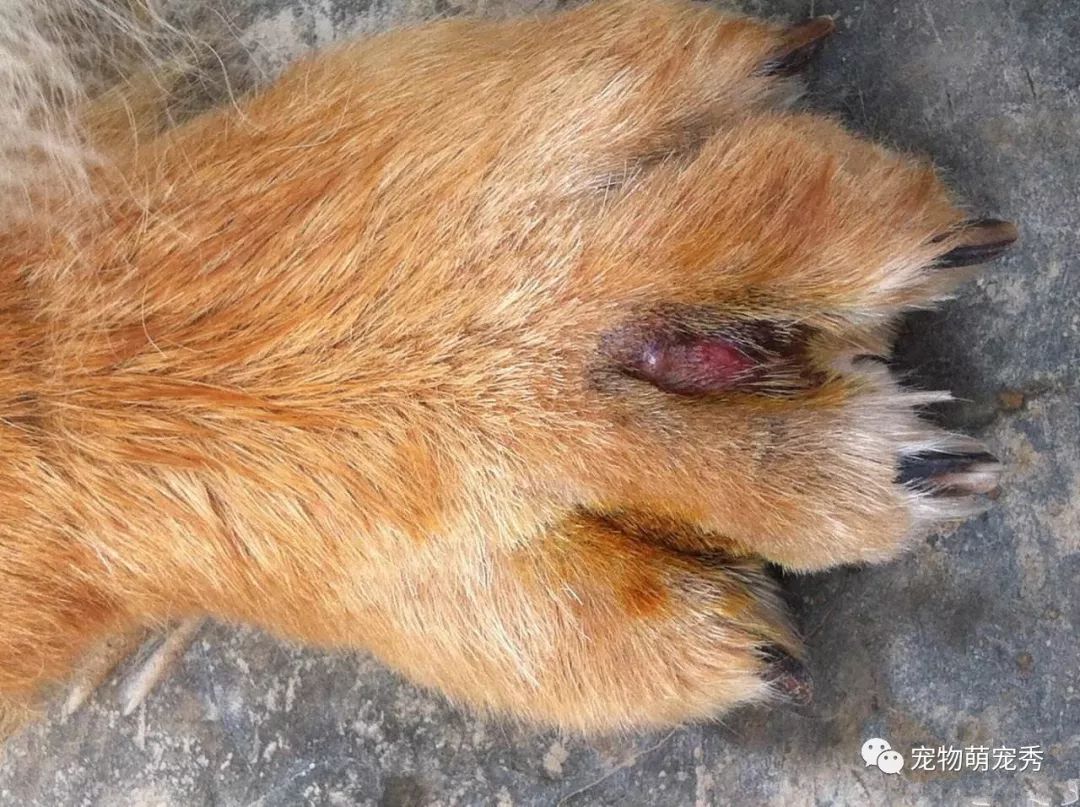 趾间炎狗狗怎么治疗好了之后还舔,趾间炎狗自愈