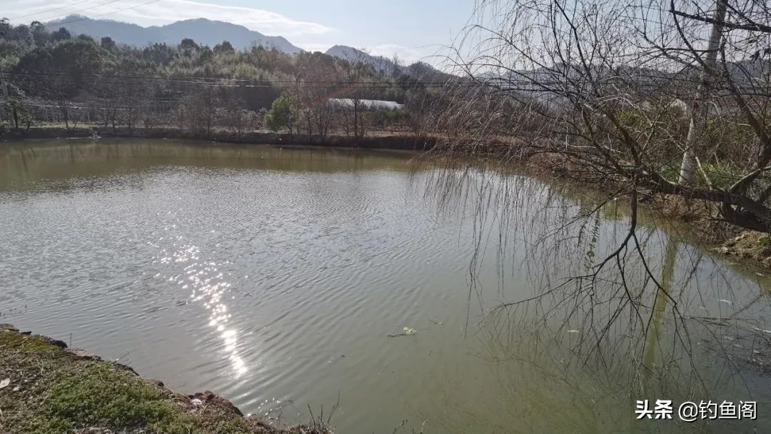 水太肥鱼鲫鱼不吃饵怎么办,水太肥鱼不肯吃饵怎么办