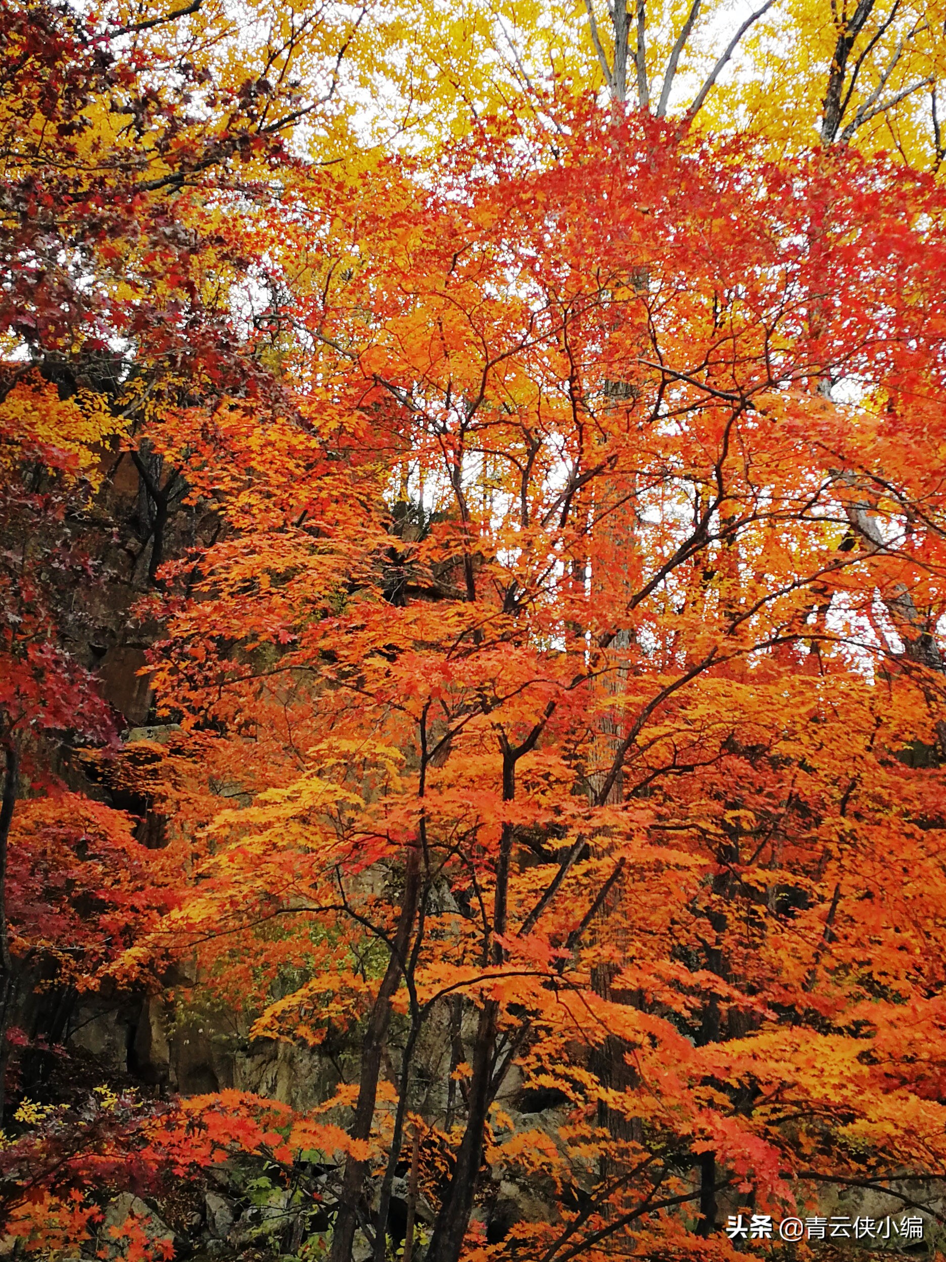 中国十大红叶最美的地方,四大赏红叶胜地