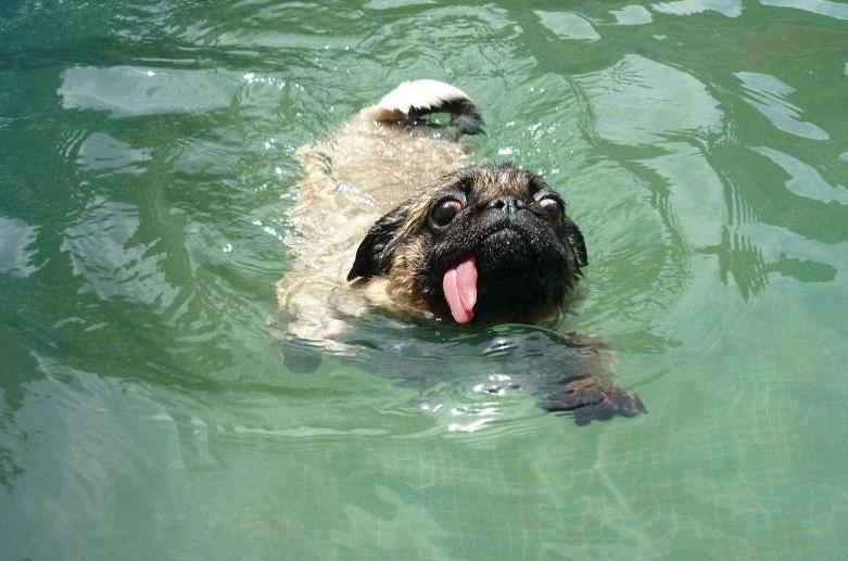 巴哥犬最忌讳的几件事,养巴哥犬有什么注意事项