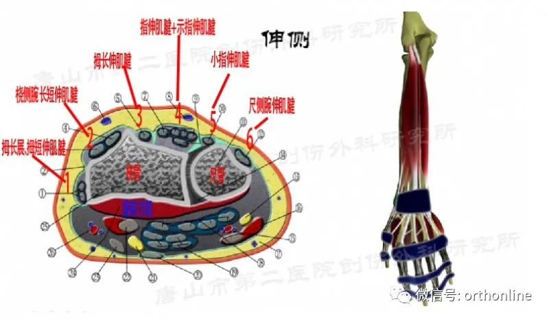 手部肌腱不完全断裂能完全复原吗,手部屈指肌腱损伤最难处理的部位
