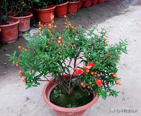 果树如何提前开花提前挂果,盆栽快速挂果的果树