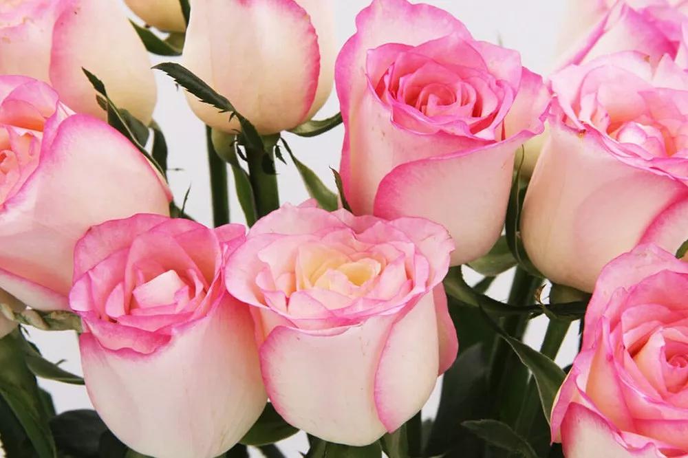 花店必备的5款玫瑰,花店最常用什么品种的玫瑰花