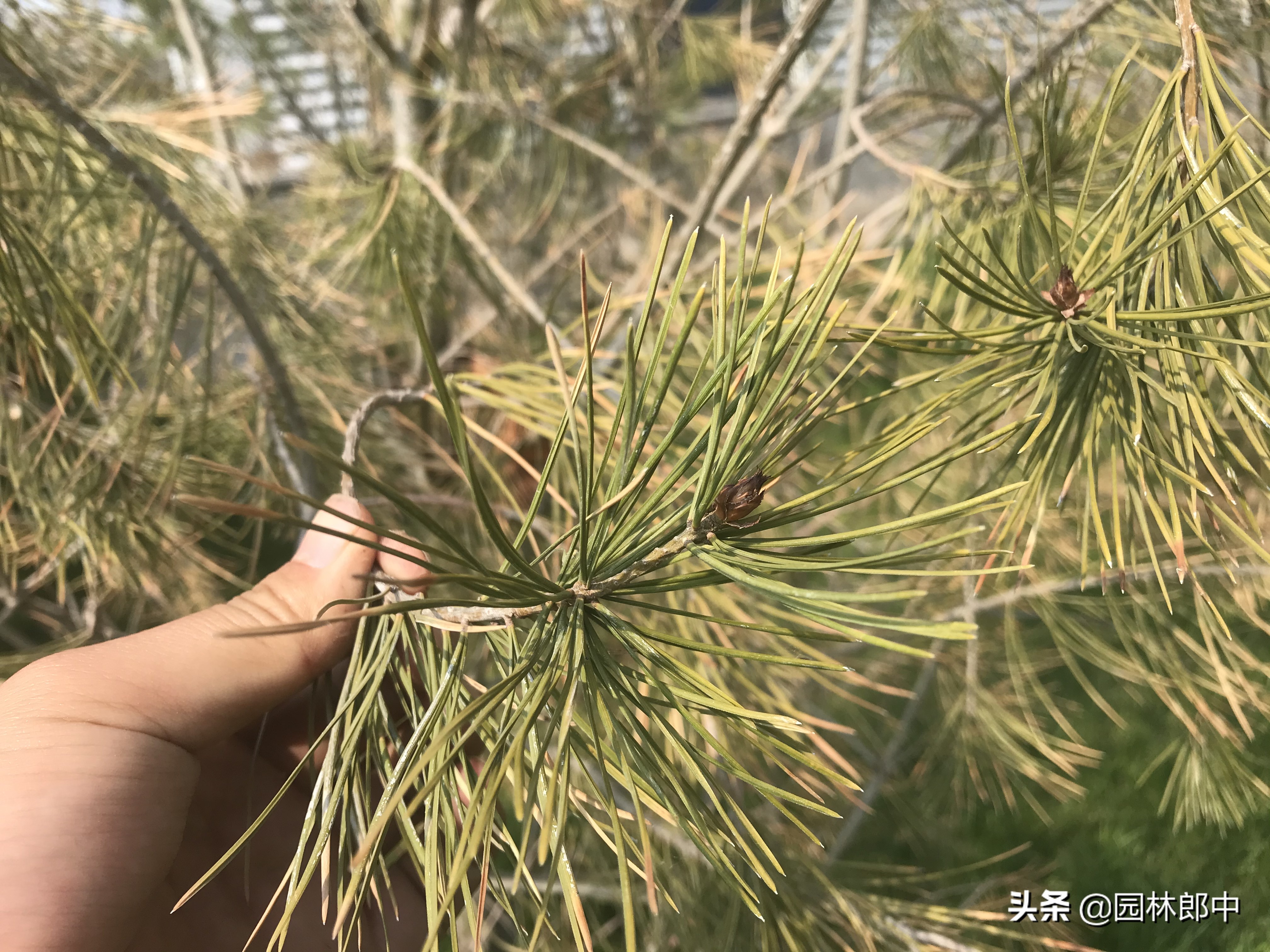 松树叶子干枯是怎么回事,松树的松针发黄是什么原因