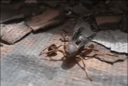 超级搞笑gif图,超好笑gif图