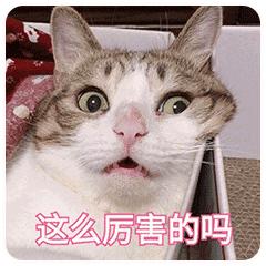 鸭血为什么叫打鸡血,鸭血打鸡血