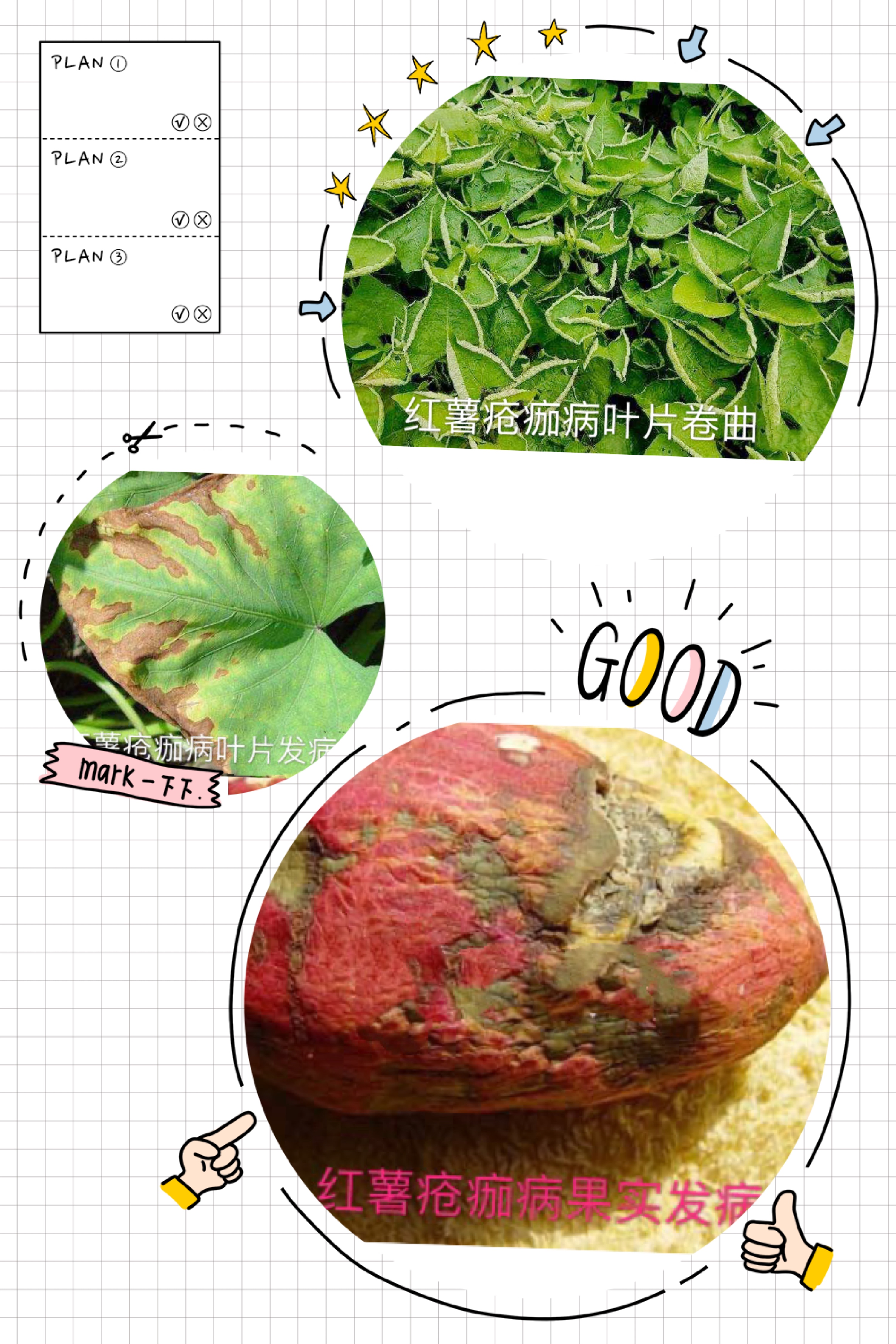 红薯叶片发红是什么病,红薯种植时间病虫防治