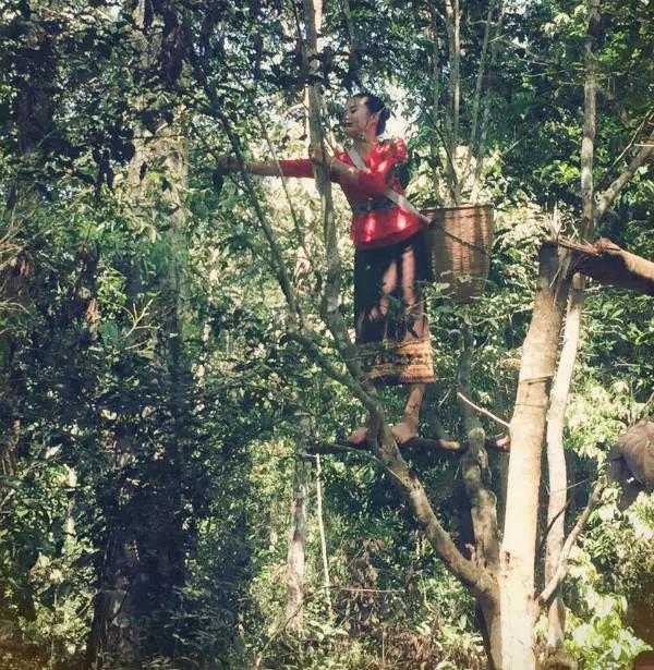 老挝特产中国烟,老挝特产视频