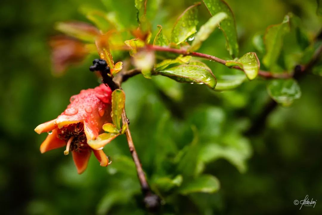 徕卡sl24-70镜头,徕卡sl24-90镜头虚化怎样