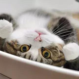 宠物生活节南京,南京宠物文化节活动