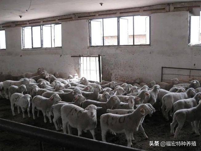 白头杜泊羊和澳洲白种公羊区别,真假杜泊羊图片对比