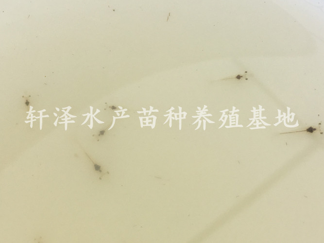 南美白对虾工厂化养殖技术介绍,纯淡水养殖南美白对虾的技术