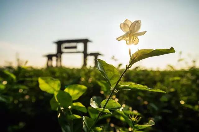2020最强“广西大全”来了！承包柳州人一整年的旅行