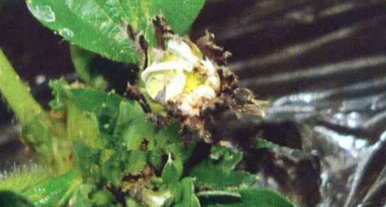 草莓苗枯芽病,草莓芽枯病视频