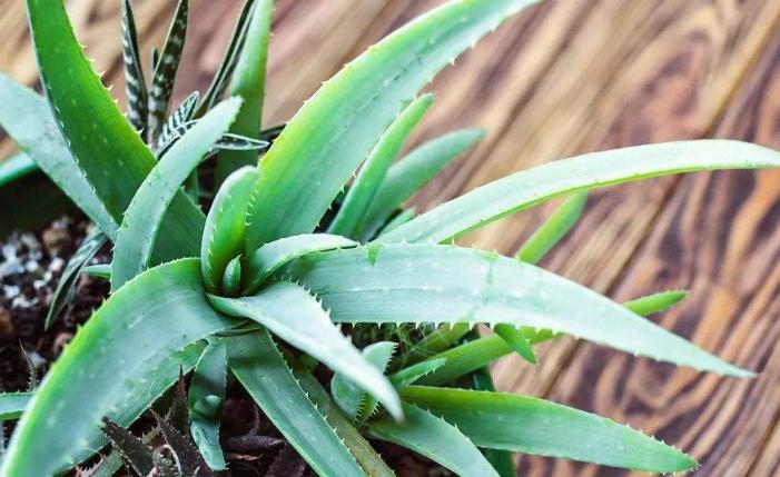 药片过期了吃了怎么办,过期的药片不要扔还可以用来养花