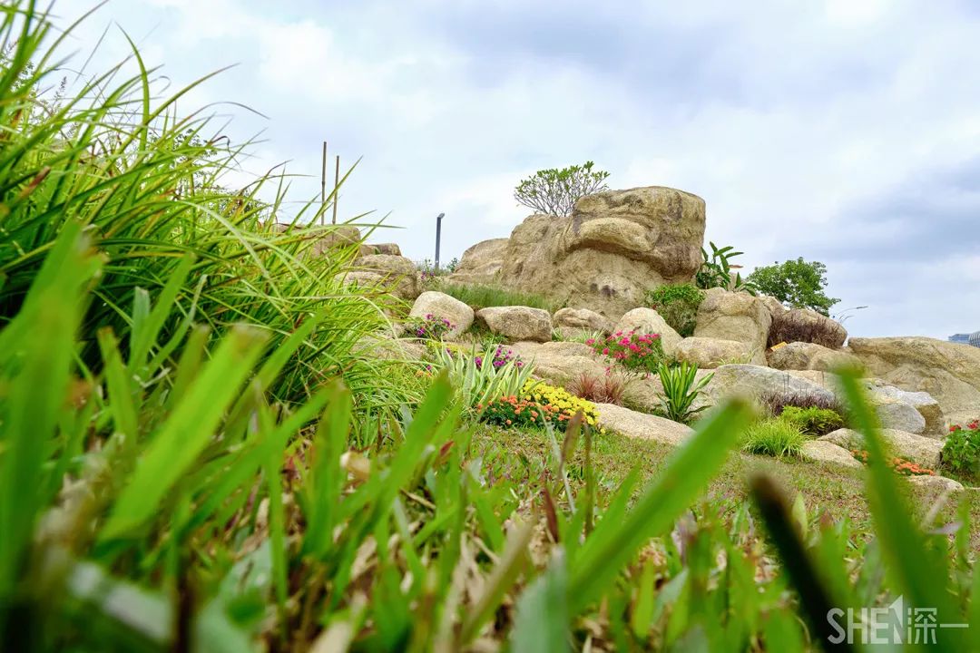 深圳龙华公园推荐,深圳龙华免费公园