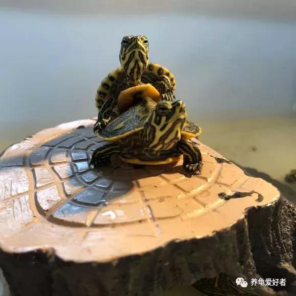 绿水养龟咬尾怎么办,大龟跟小龟怎么防止咬尾