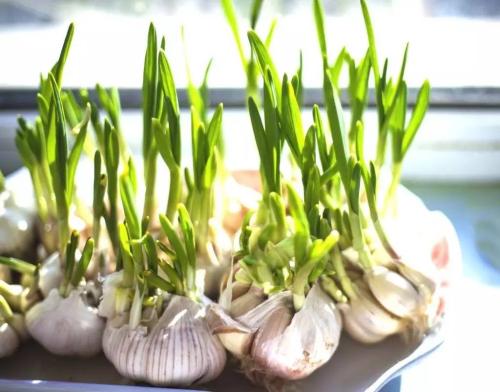 吃蒜中毒,吃了大蒜中毒的现象