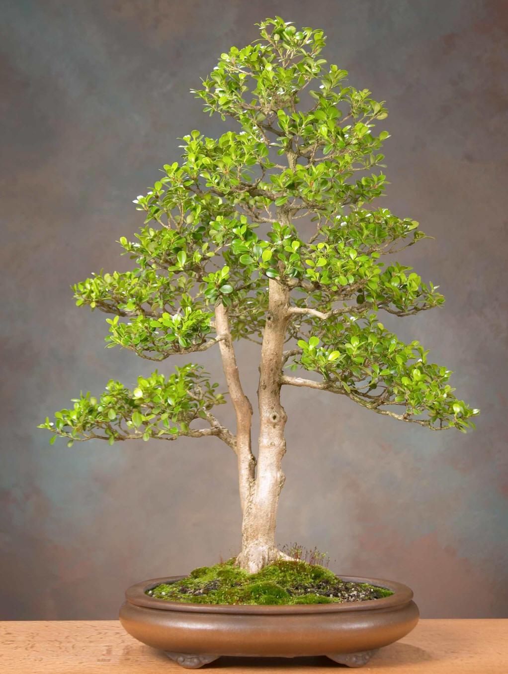 黄杨盆景怎么养5个小知识,详解黄杨盆景养护方法