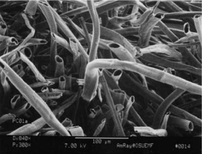 为了替你出气,我们给讨厌的杨柳絮来个“以暴制暴”