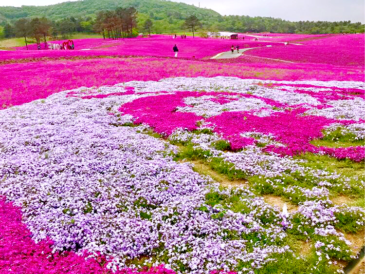 河北芝樱丛生福禄考种植基地,上海芝樱丛生福禄考报价