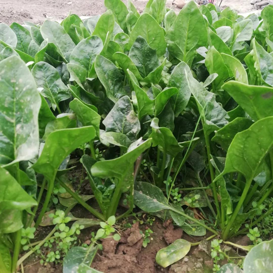 送蔬菜上门免费,免费送菜上门的视频