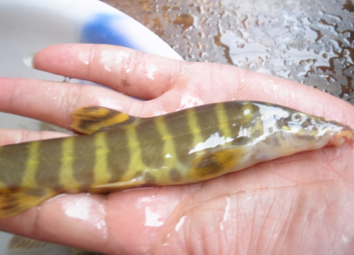 稀奇鱼类绿色泥鳅,长江稀有泥鳅