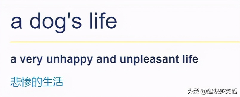 老外说Youareagaydog可千万要淡定啊