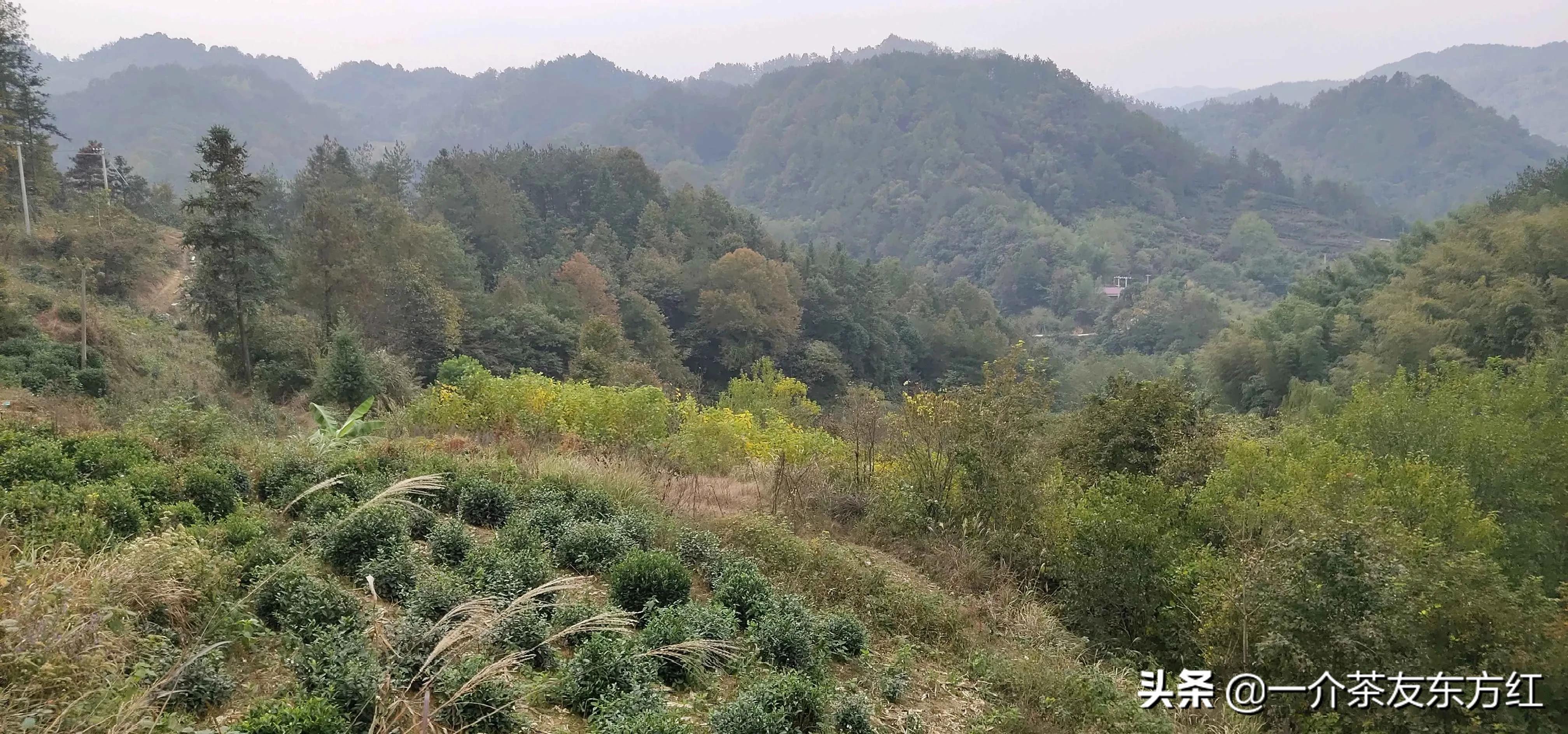 六安大别山主峰白马尖一日游游记,六安霍山攻略