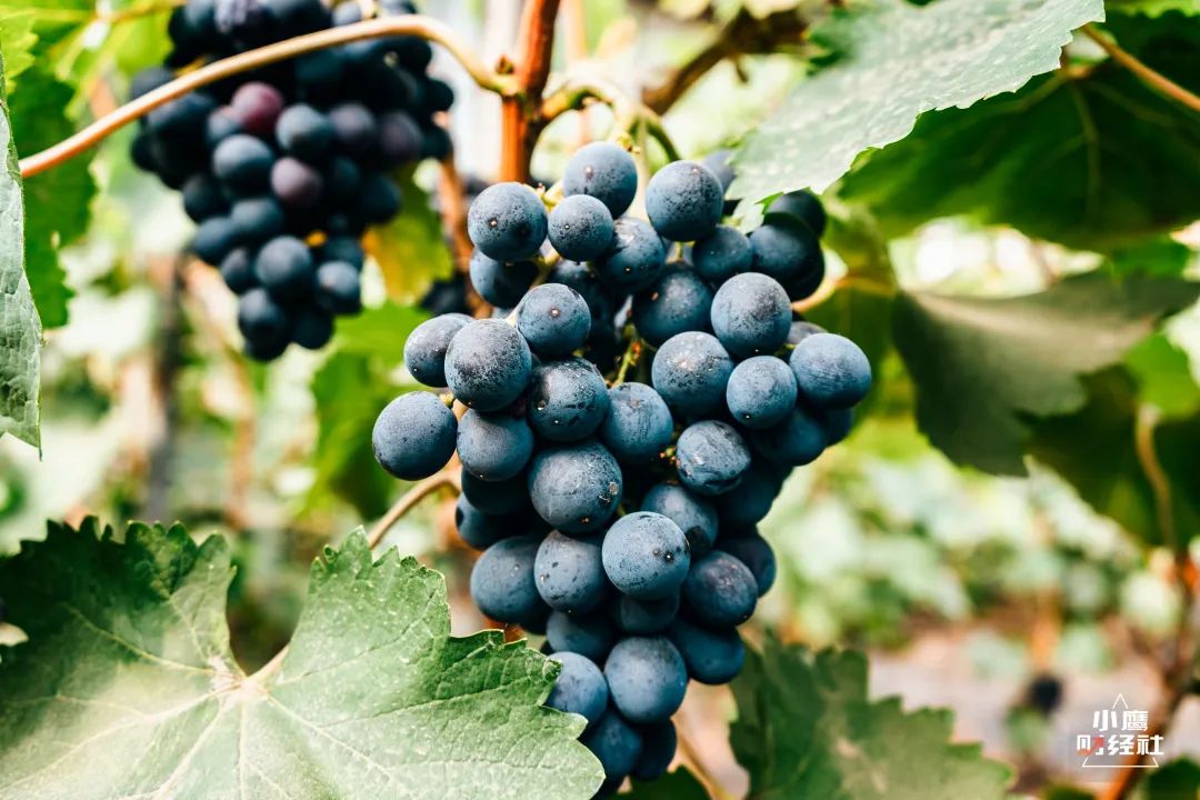 清徐酸辣口味,清徐是个温暖的城市