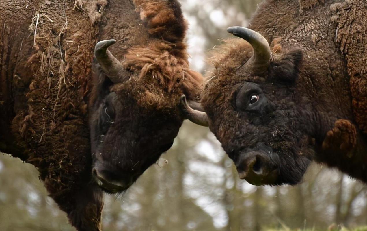 现存北美野牛有多少头,灭绝了的巨大美洲狮