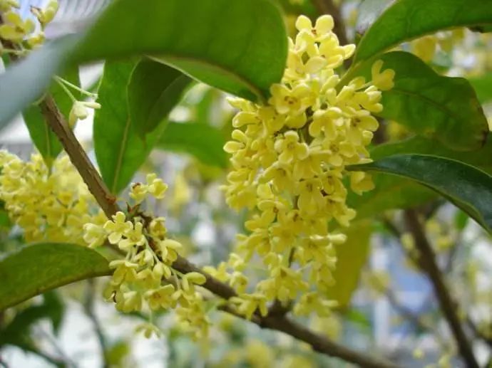 庭院植物搭配效果图,中式庭院景观植物搭配