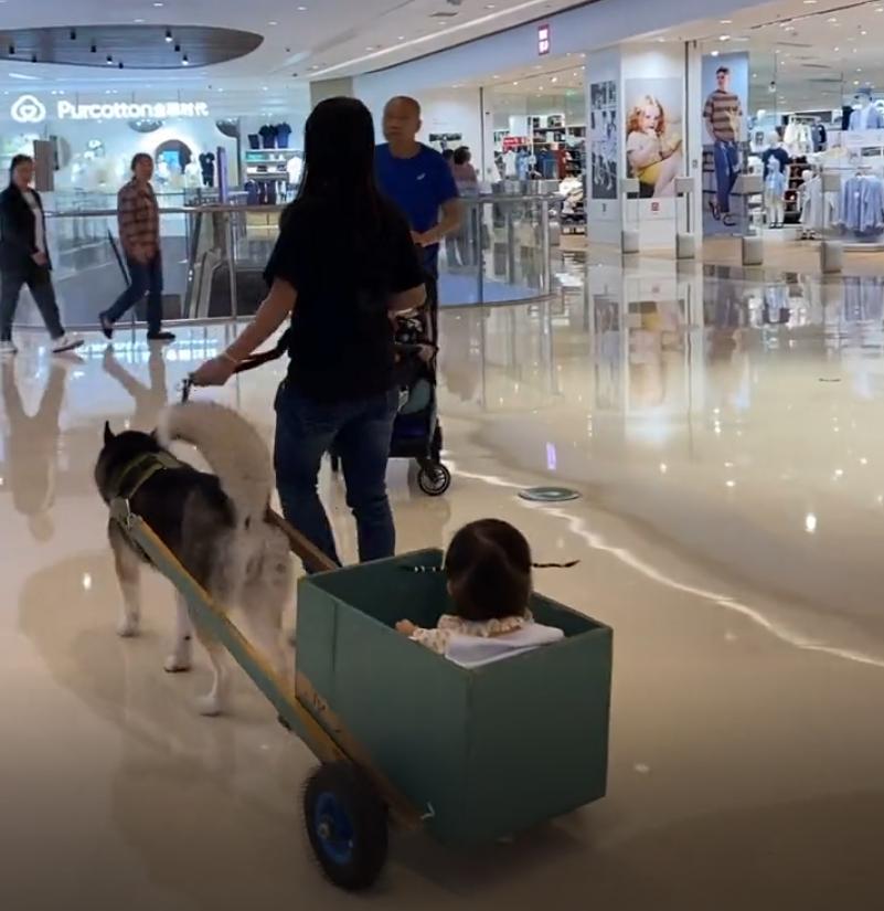 这才是哈士奇的正确打开方式热搜,这才是哈士奇的正确打开方式拉船