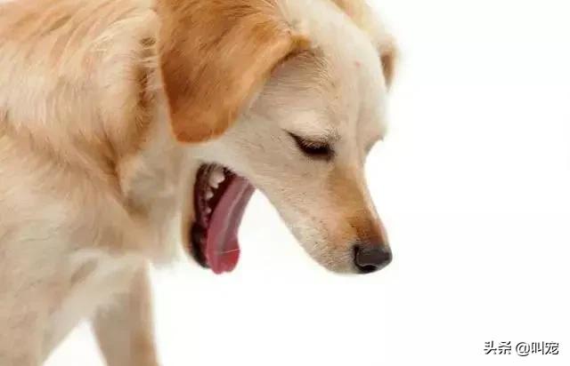 狗狗经常要吃异物达到呕吐怎么办,狗狗误吞异物怎么催吐