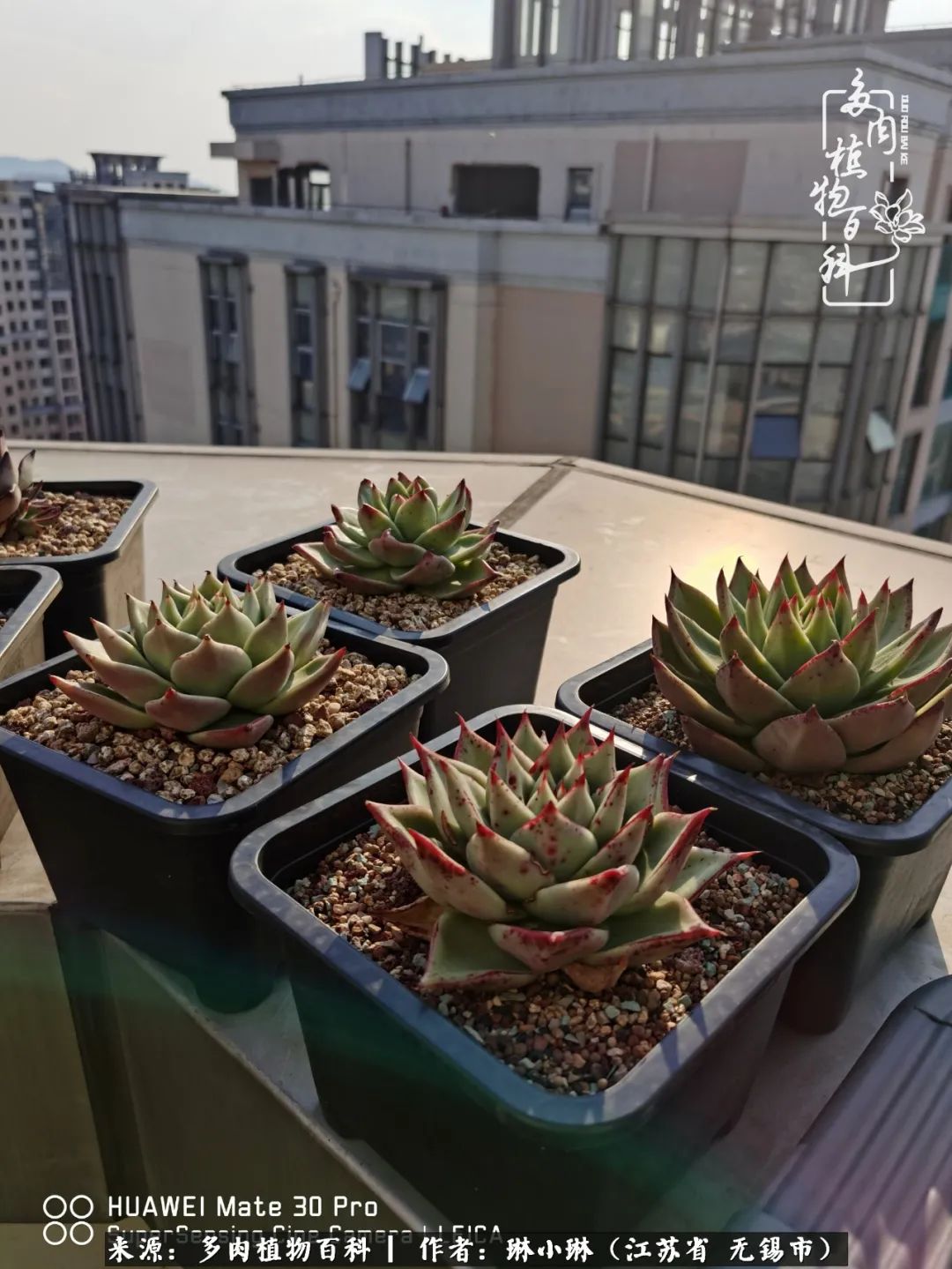 多肉变美是需要时间的,千万别辜负了多肉变美的黄金季节