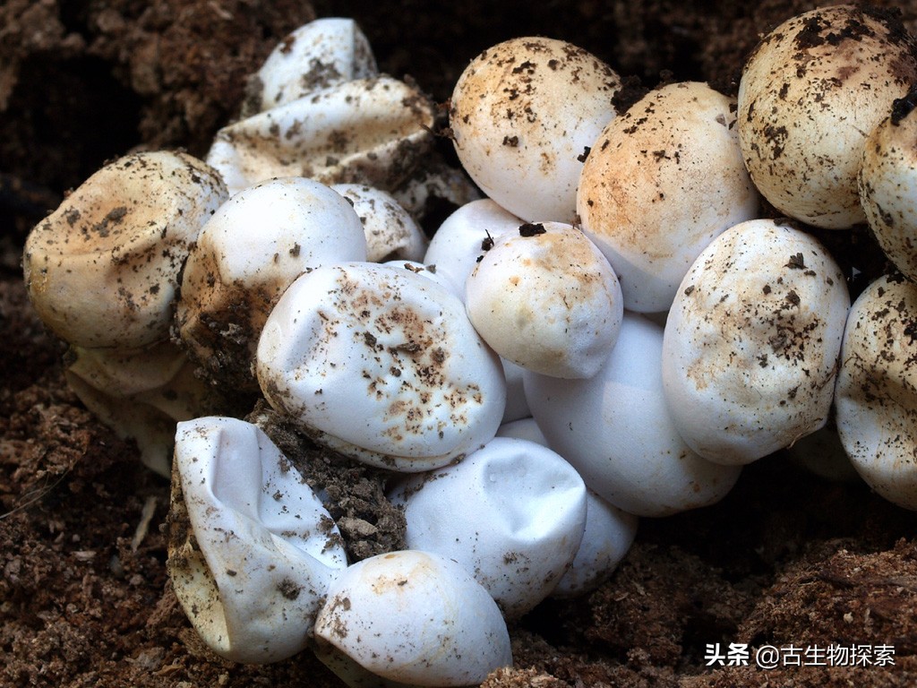 先有鸡还是先有蛋？来一节蛋蛋进化史