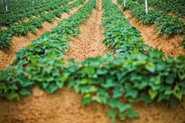 网红红薯的各种吃法,美食红薯