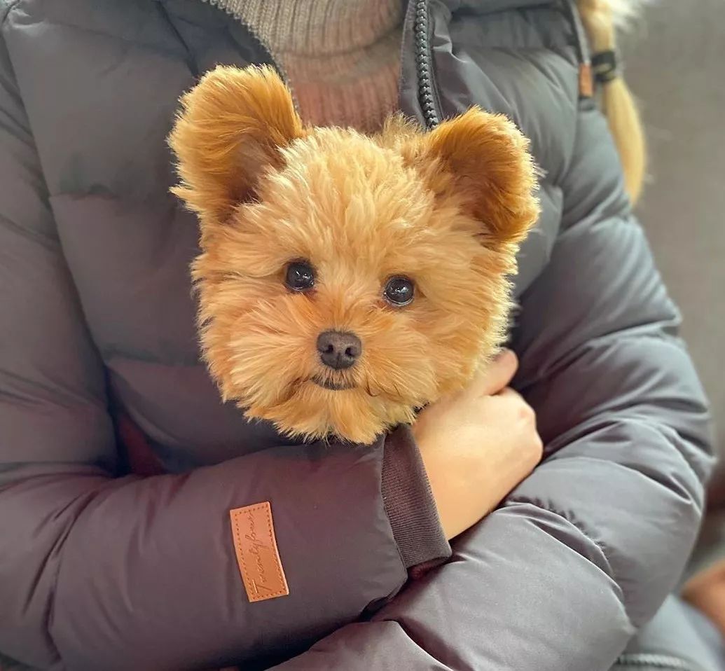 宠物呆萌狗妈妈和小呆萌狗宝宝,宠物与爱的世界