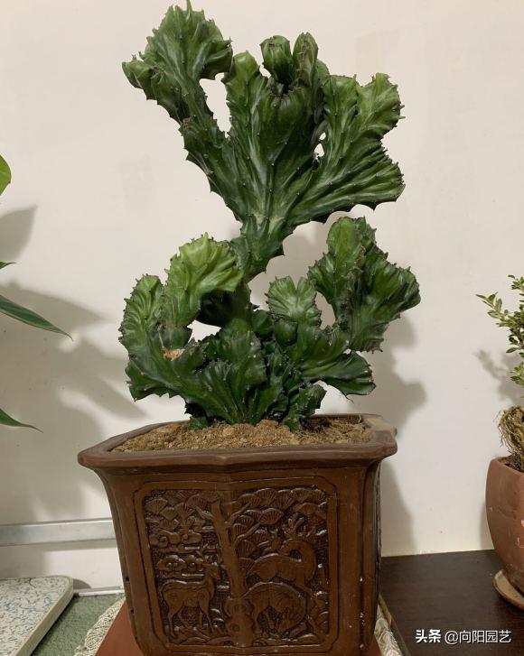 麒麟掌能用大花盆吗,麒麟掌放客厅好吗