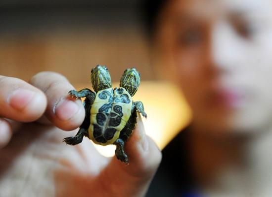 日本基因突变双头龟,双头龟是基因突变吗